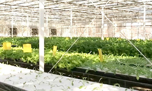 全国蔬菜在田面积稳中有增，农业面源与重金属污染防治技术服务同步推进