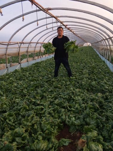 暖心捐赠显真情 农技服务护生态——太平新城农户捐赠蔬菜助力抗疫与农业环保并行