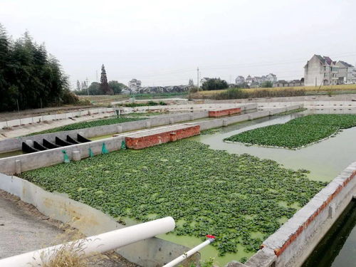 林埭模式 以精准化治理破解农业面源污染与重金属防治难题