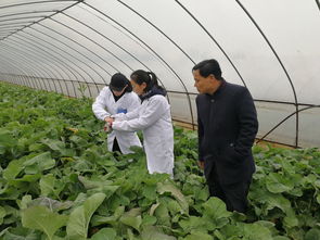 双港油菜苔田间取样检测 源头把控，筑牢农产品质量安全与污染防治双防线