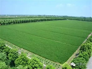 两条农业道路的抉择 蒋高明生态农业理念与面源重金属污染防治技术服务的利弊分析