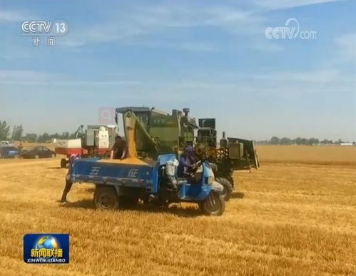 夏粮丰收进行时 主产区抢收进展顺利 农业环保科技助力可持续发展