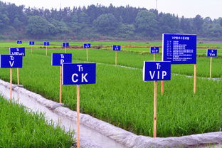 茶陵重金属污染耕地修复治理项目荣获A级评价，农业面源与重金属污染防治技术成果显著