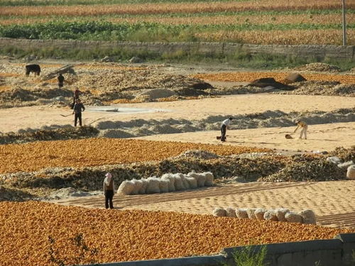 新民市开展违建大棚房清理整治行动，同步推进农业环保技术服务