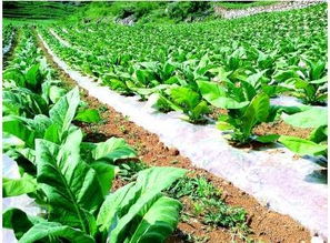 生物降解技术革命 塑料地膜“白色污染”可休矣