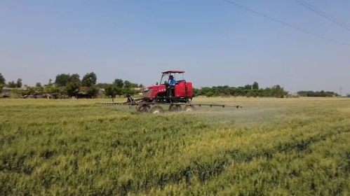 潍坊农机农技双保障，夏粮有望实现面积单产总产三增长